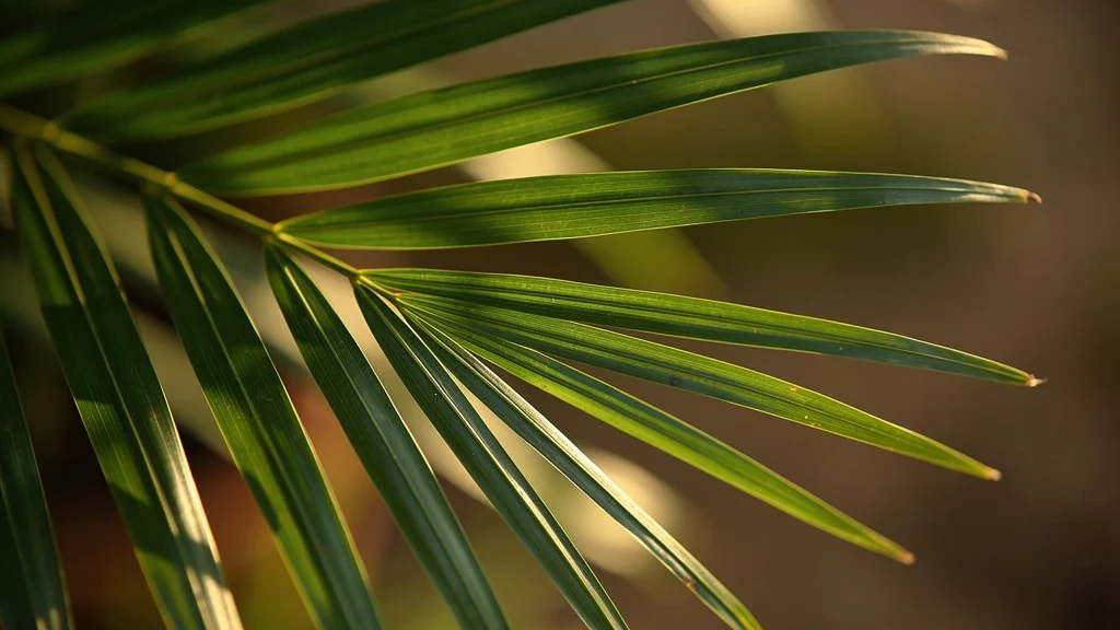 Areca Bambu em Vaso: Como Cuidar de Verdade Detalhes de folhas longas e finas de palmeira tropical com textura verde brilhante, areca bambu folhas saudáveis como cuidar | || Close de folhas longas e finas em verde intenso com nervuras visíveis, luz lateral suave criando sombras delicadas, fundo desfocado em tons terrosos, fotografia macro botânica